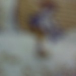 Without lens