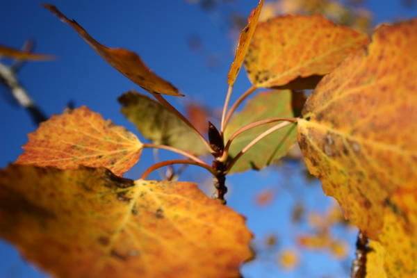 Autumn Leaves