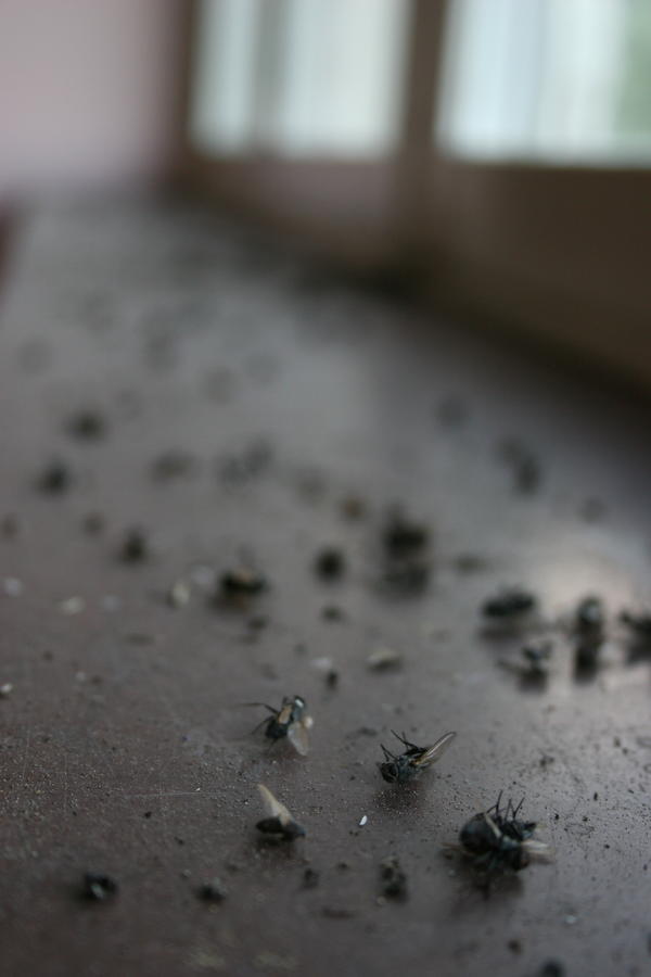 Flies