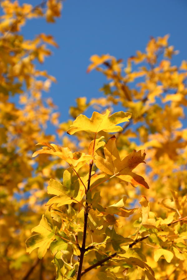 Yellow Leaves