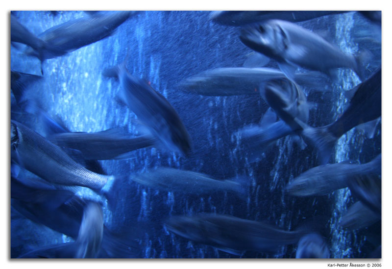 Mackerel aquarium
