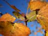Autumn Leaves