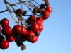 Rowanberries