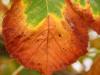Chestnut leaf