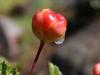 Raindrop on cloudberry