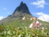 Mountainflower