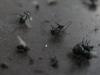 Flies