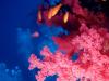 Reef with divers