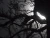Tree, moonlit from behind