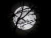 The moon
