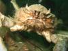 Spidercrab