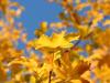 Yellow Leaves