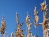 Reed