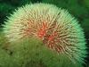 Sea Urchin