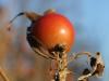 Rosehip