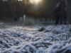 Frost gras