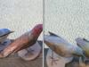 Wooden birds