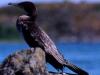 Cormorant