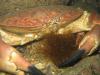 Crab