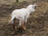 Running lamb