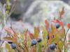Blueberries