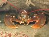Lobster