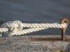Mooringline and loop
