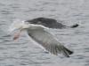 Seagull in flight