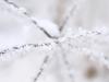Frosted branch