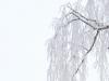Frosted tree