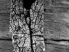 Black and white wood