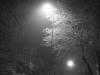 Foggy night trees