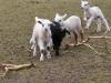 Lamb gang
