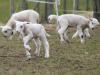 Playing lambs