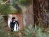 Woodpecker