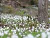 The power of spring