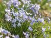 More spring flowers