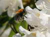 Rhodendendron and bumblebee