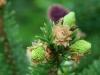 Spring pine