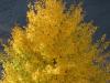 Yellow tree