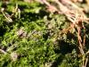 Moss landscape