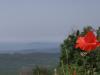 Poppies and hills