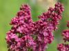 Lilac in full bloom