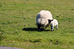 <b>Får</b><br>Ute vid Glenegedale fanns det gott om får och gulliga lamm.<br>Tagen 15:49 den 24 maj 2010 av Staffan Mossberg