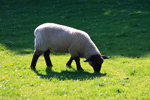 <b>Lamm</b><br>Det var gott om får och lamm på ön. Det verkade finnas lite olika raser. Dessa var lustiga med sina svarta ben och huvuden men i övrigt ljusa.<br>Tagen 17:45 den 25 maj 2010 av Staffan Mossberg