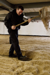 <b>Vända</b><br>David förevisar hur man med en specialskyffel vänder på kornet. Detta för att mältningen skall bli jämn mellan alla kornen.<br>Tagen 10:43 den 24 maj 2010 av Karl-Petter Åkesson