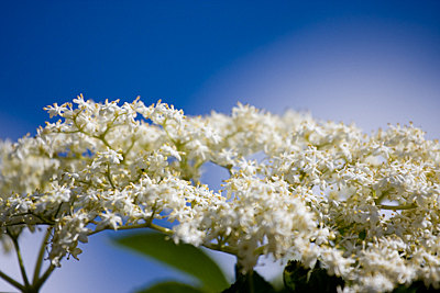 Fläderblommor