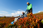 <b>Paus med tilltugg</b><br>När vi bara hade någon kilometer kvar ned till Storulvån tog vi på nytt paus och njöt av värmen från solen och alla de blåbär som växte i sluttningen<br>Tagen 12:14 den 23 september 2012 av Karl-Petter Åkesson